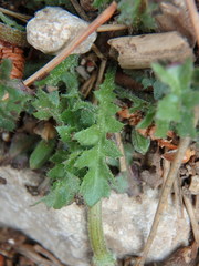 Hyoseris scabra