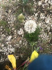 Marshallia caespitosa