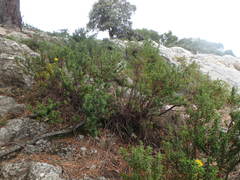 Hypericum balearicum