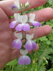 Collinsia multicolor
