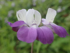 Collinsia multicolor