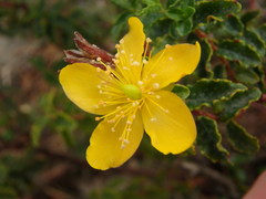 Hypericum balearicum
