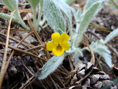 Viola tomentosa