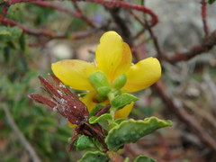 Hypericum balearicum