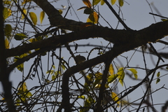 Uropsila leucogastra