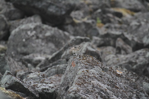 Collared Pika