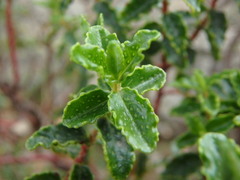 Hypericum balearicum