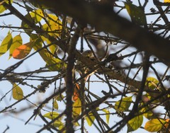 Uropsila leucogastra