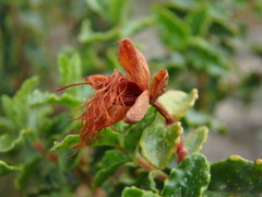 Hypericum balearicum