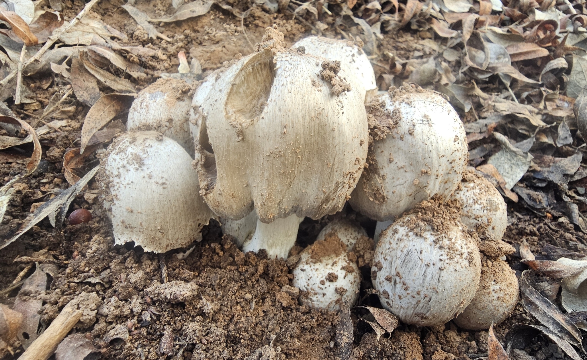 Common Ink Cap (Coprinopsis atramentaria) · iNaturalist