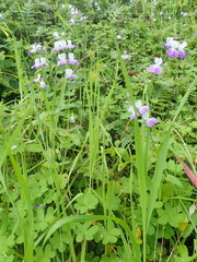 Collinsia multicolor