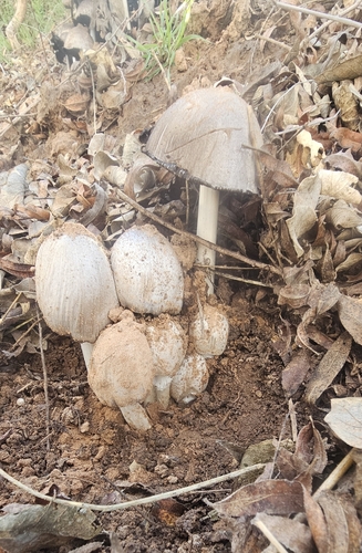 Representative image of Coprinopsis atramentaria