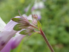Collinsia multicolor