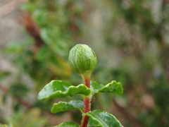 Hypericum balearicum