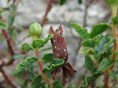 Hypericum balearicum
