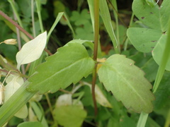 Collinsia multicolor
