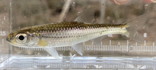 Telescoop-glansvoorn (Notropis telescopus) — Cyprinidae