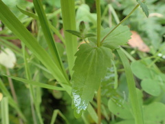 Collinsia multicolor