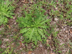 Hypochaeris chillensis