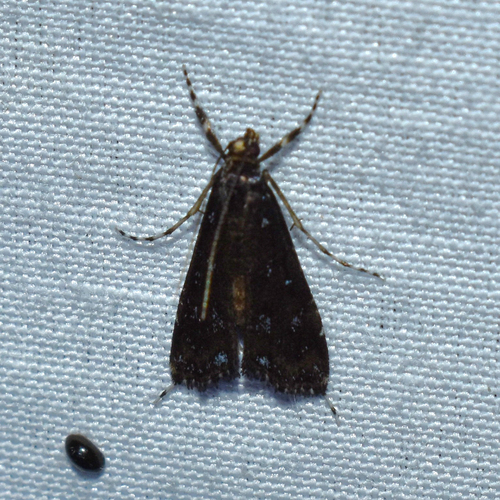 Black Langessa Moth photo 5