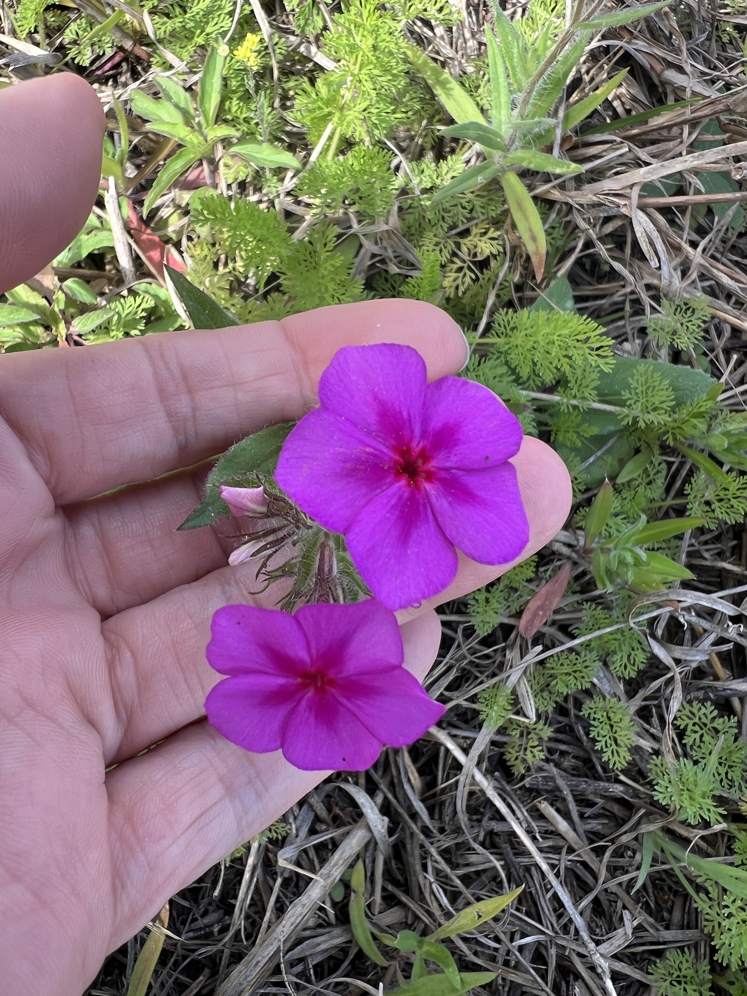 Imagem de Flores-de-Drummond