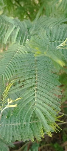 Acacia dealbata