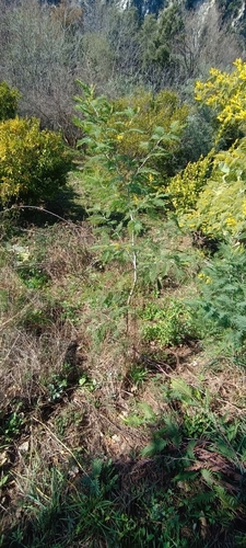 Acacia dealbata