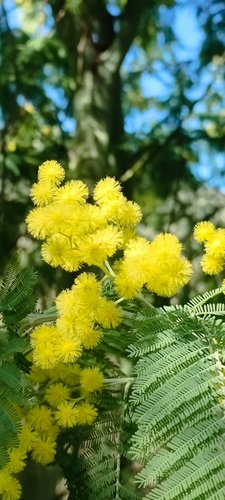 Acacia dealbata