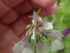 Collinsia multicolor