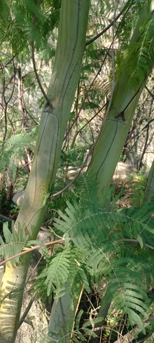 Acacia dealbata