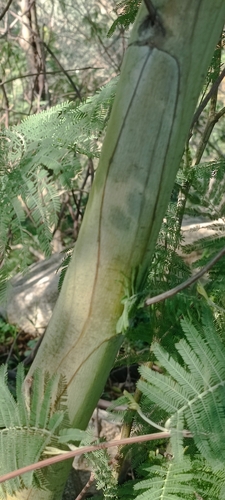 Acacia dealbata