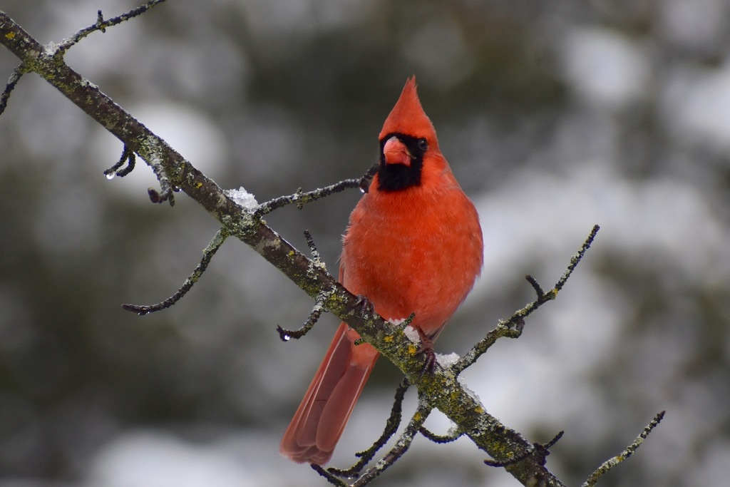 February Cardinal Northern Cardinal from Rosemère, QC, Canada on February 22, 2024 at 12: ...