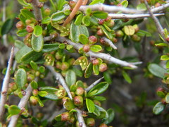 Rhamnus oleoides