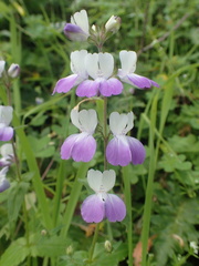 Collinsia multicolor
