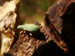 Polydrusus impressifrons