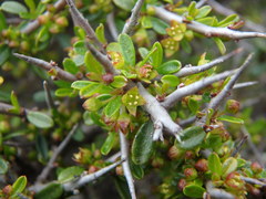 Rhamnus oleoides