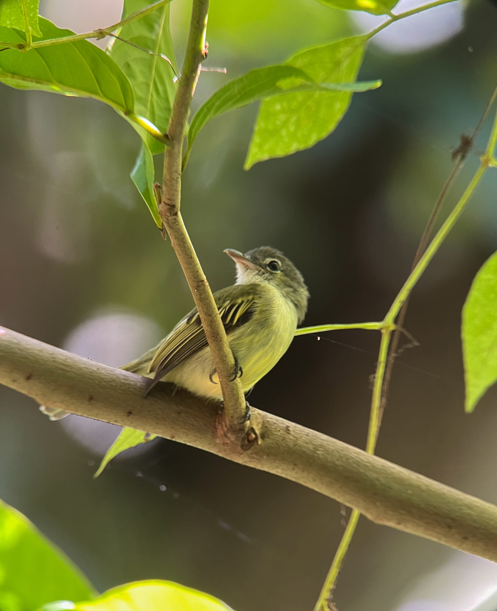 Yellow-margined Flatbill (Tolmomyias assimilis), photo 10