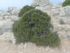 Rhamnus oleoides