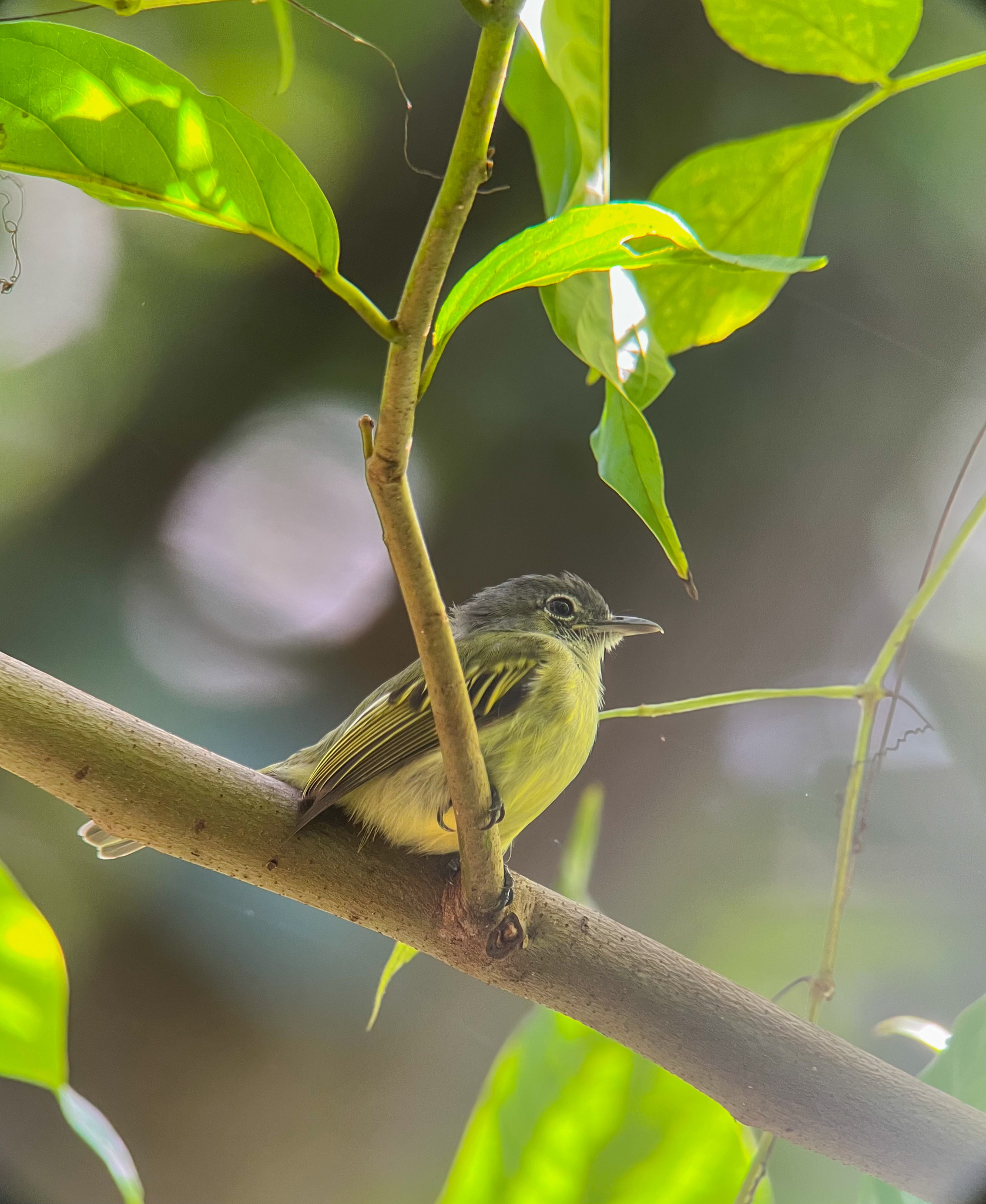 Yellow-margined Flatbill (Tolmomyias assimilis), photo 9