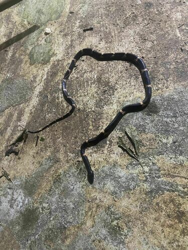 Rendahl's Wolf Snake
