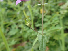 Collinsia multicolor