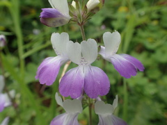 Collinsia multicolor