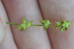 Carex atlantica
