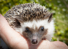 Atelerix albiventris