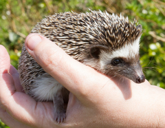 Atelerix albiventris