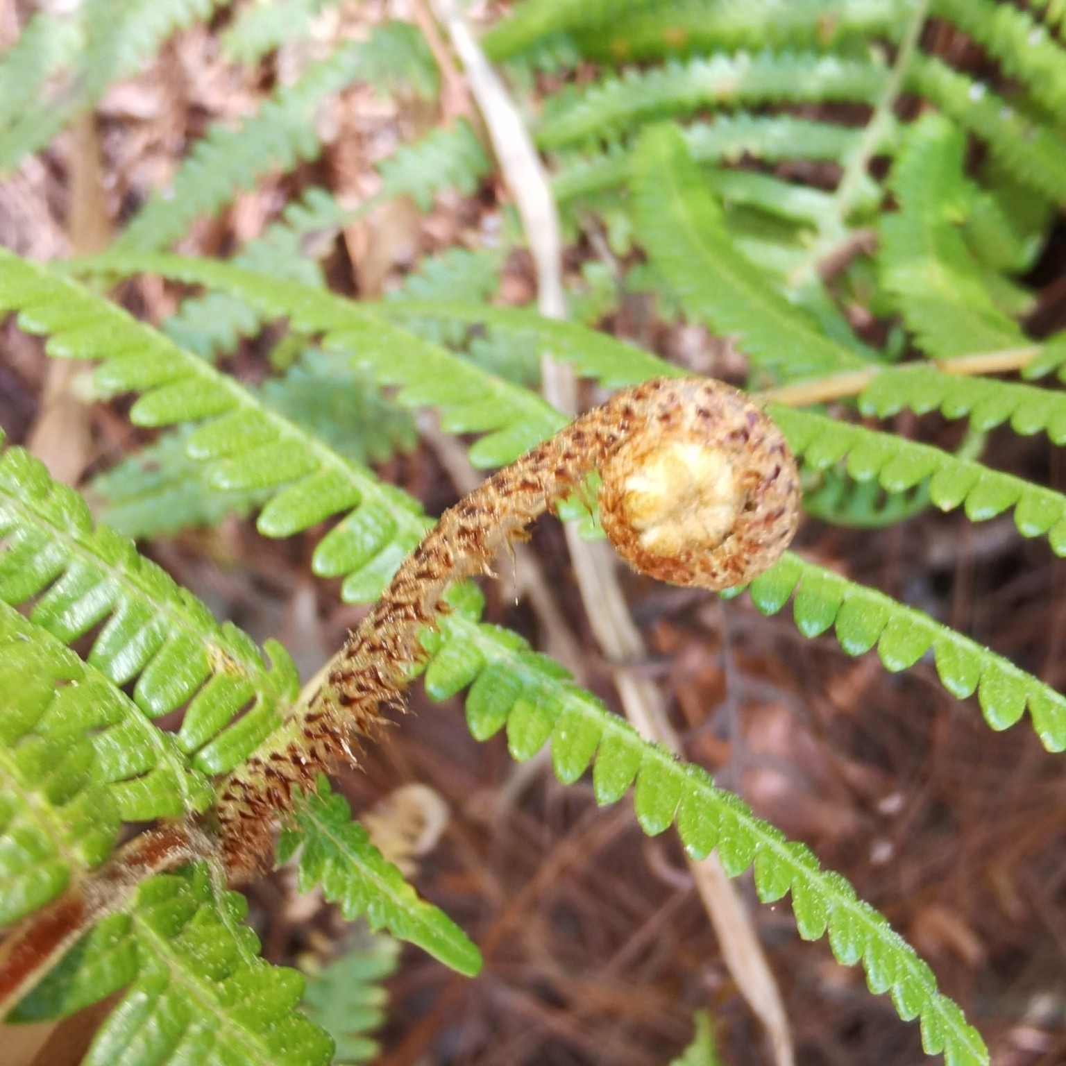 Diplopterygium chinense (Diplopterygium chinense)