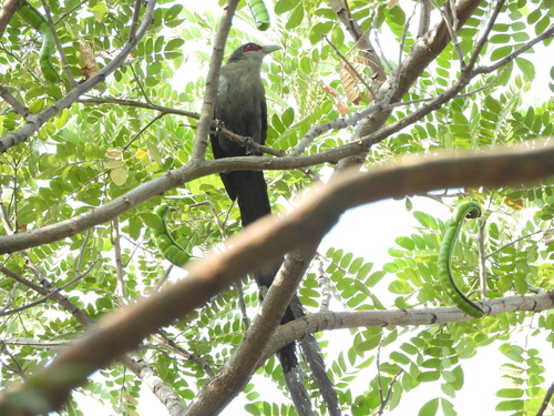 Green-billed Malkoha (Phaenicophaeus tristis), photo 8