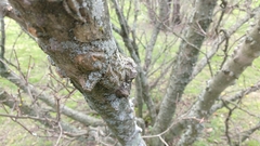 Zanthoxylum simulans