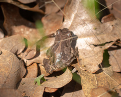Pseudacris streckeri