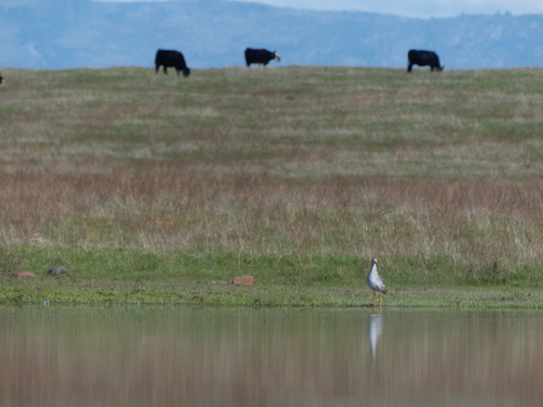 iNaturalist observation photo of Greater Yellowlegs